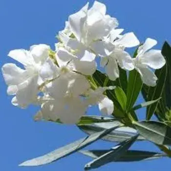 Arali Flowersr arali_flowers 3-4474551-69281.webp